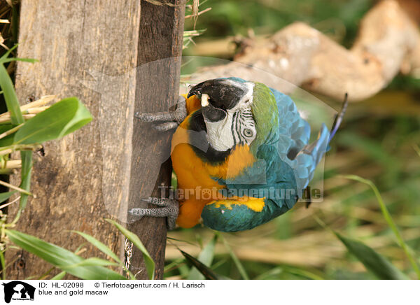 Gelbbrustara / blue and gold macaw / HL-02098