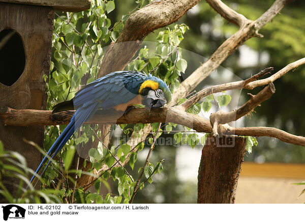 blue and gold macaw / HL-02102