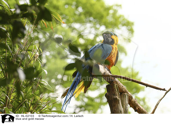 blue and gold macaw / HL-02103
