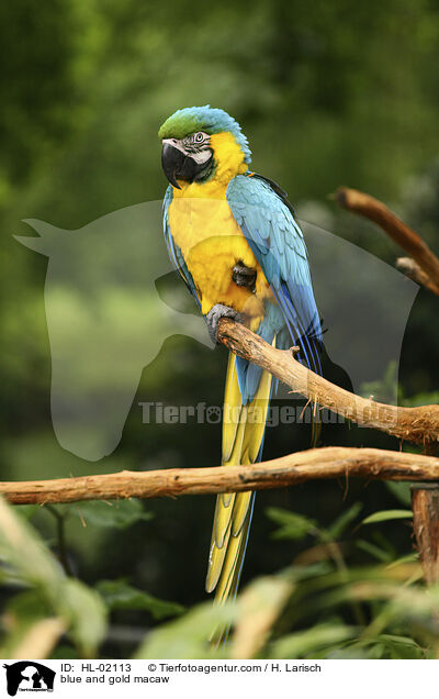 blue and gold macaw / HL-02113