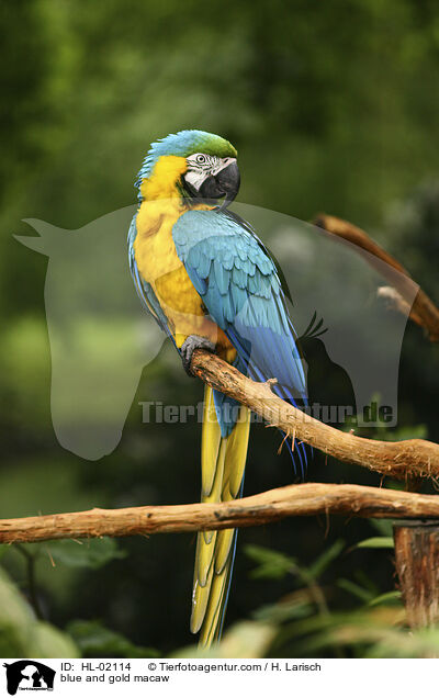 blue and gold macaw / HL-02114