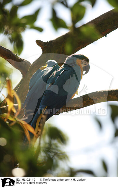 blue and gold macaws / HL-02119