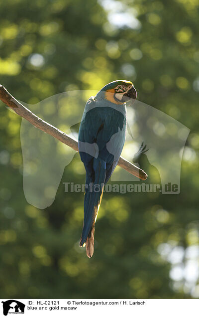 blue and gold macaw / HL-02121
