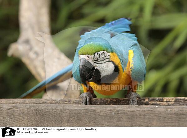 blue and gold macaw / HS-01784