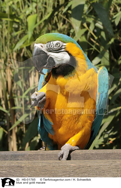 blue and gold macaw / HS-01785