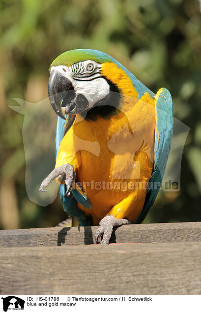 blue and gold macaw / HS-01786