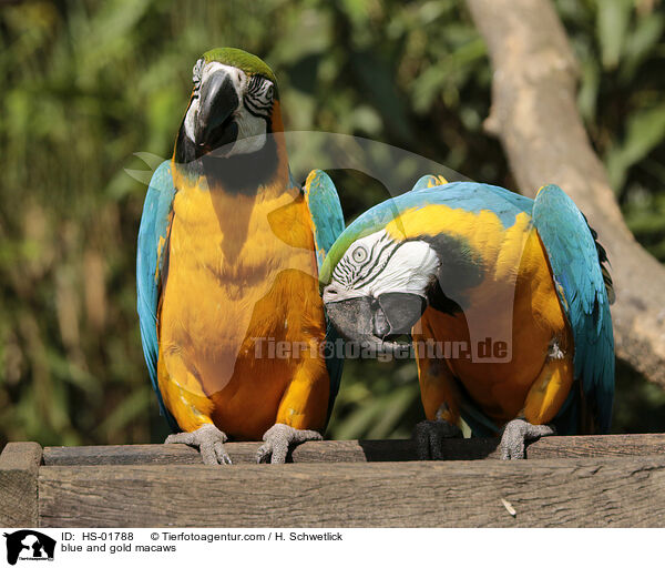 Gelbbrustaras / blue and gold macaws / HS-01788