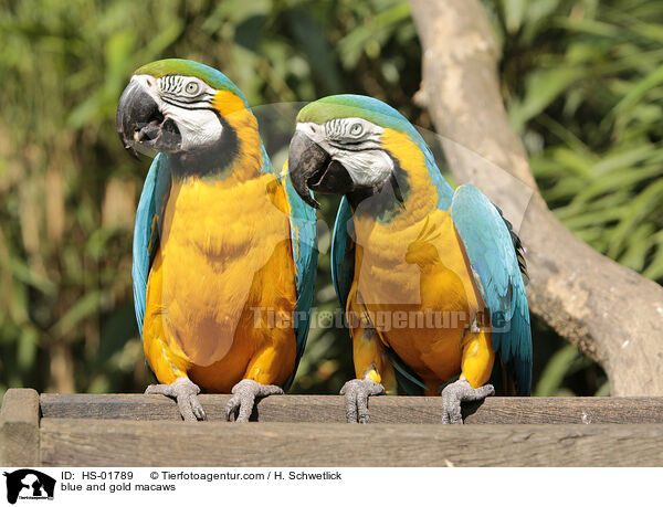 Gelbbrustaras / blue and gold macaws / HS-01789