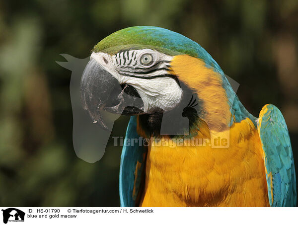 blue and gold macaw / HS-01790