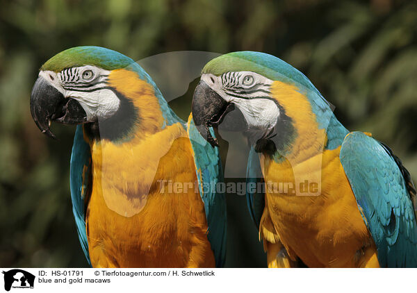 blue and gold macaws / HS-01791