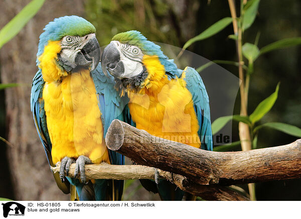 blue and gold macaws / HS-01805