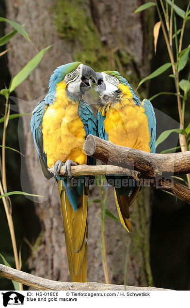 blue and gold macaws / HS-01806