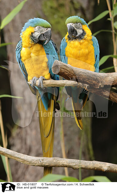 blue and gold macaws / HS-01807