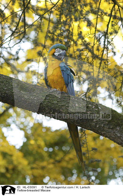 Yellow-breasted Macaw / HL-03091