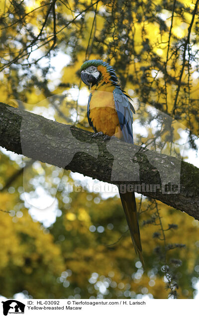 Yellow-breasted Macaw / HL-03092