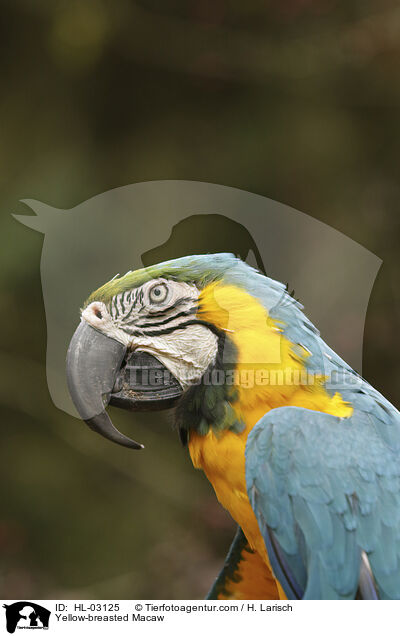 Gelbbrustara / Yellow-breasted Macaw / HL-03125