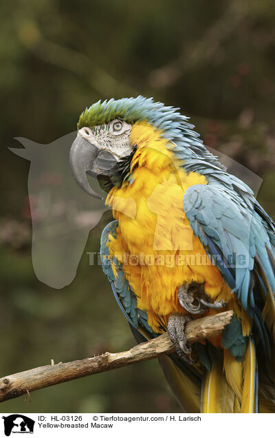Yellow-breasted Macaw / HL-03126