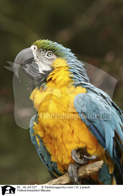 Yellow-breasted Macaw / HL-03127