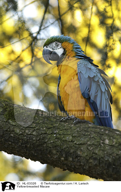 Gelbbrustara / Yellow-breasted Macaw / HL-03326