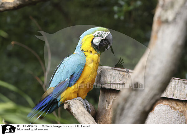 Gelbbrustara / blue and gold macaw / HL-03959
