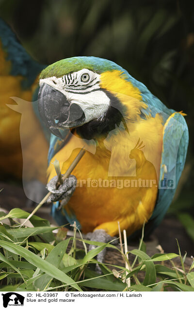 Gelbbrustara / blue and gold macaw / HL-03967