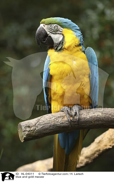 Gelbbrustara / blue and gold macaw / HL-04011