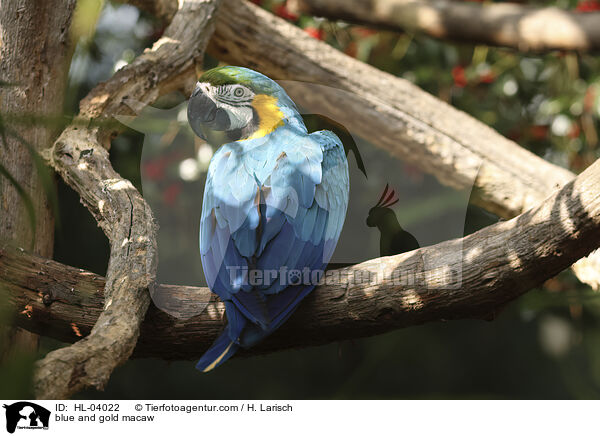 blue and gold macaw / HL-04022