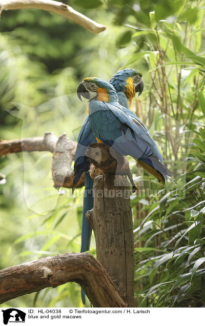 Gelbbrustaras / blue and gold macaws / HL-04038