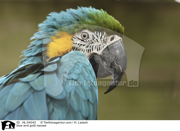 Gelbbrustara / blue and gold macaw / HL-04042