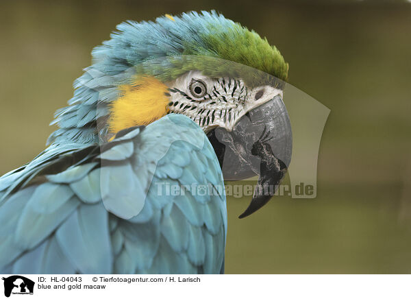 blue and gold macaw / HL-04043