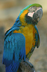 blue-and-yellow macaw