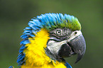 blue and gold macaw