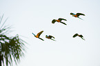 flying blue and yellow macaws