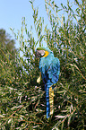 blue and gold macaw