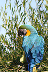 blue and gold macaw