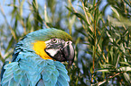 blue and gold macaw