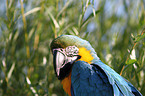 blue and gold macaw