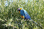 blue and gold macaw