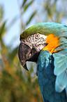 blue and gold macaw