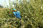 blue and gold macaw