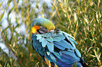 blue and gold macaw