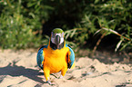 blue and gold macaw