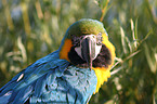 blue and gold macaw