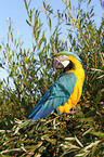 blue and gold macaw