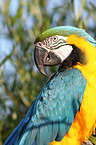 blue and gold macaw