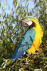 blue and gold macaw