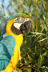 blue and gold macaw