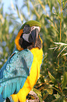 blue and gold macaw