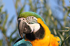 blue and gold macaw