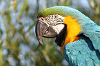 blue and gold macaw